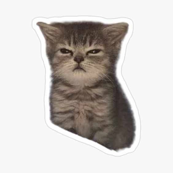 Gray tabby kitten with squinting eyes vinyl sticker with white border on transparent background
